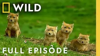 Rare Wildlife of China’s Mountains (Full Episode) | The Hidden Kingdoms of China | Nat Geo Animals