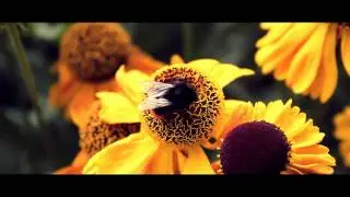 Amazing Close Up Bee Footage - Canon 550D (Rebel T2i) Test CC - TheVerticalArts