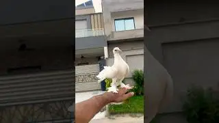 Fancy Pigeon video 😍#kabutarbazi #pigeon #bird #pigeons #kabotarbazi #shorts #ajpets #kabutar #love