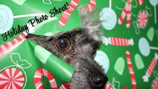 Holiday Dog Photo Shoot! Trying Viral Photo Trends! So Cute!