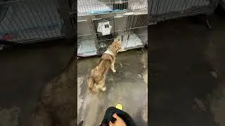 A1994408 Victoria puppy greeting