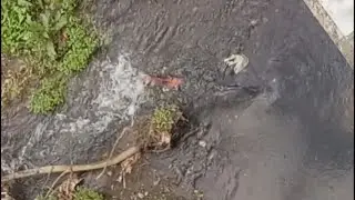 Stonequarry Creek Koi?