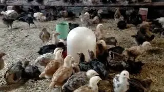اليوم ١٩ هنستعمل انهارده كالسيوم لكل لتر ميه ٣ سنتي من الكالسيوم ماشاء الله تبارك الرحمن