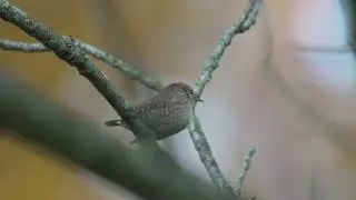 Winter Wren, call