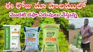 cotton first dose fertilizer #పత్తిలో మొదటి దఫా ఎరువులు ఏమి వెయ్యాలి #dap #NPK #20_20_0_13 #urea