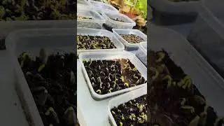 Microgreens @ home, no nutrient solution, no fan, no weights, and no grow lights.