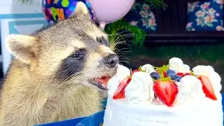Wild Raccoons are Eating Cheesecake for the First Time