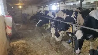 Happy New Year! Chopping straw and feeding cows