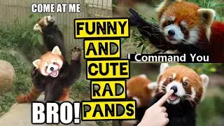 Cute And Funniest Red Panda Videos compilation || Funny red Panda || cute red pandas | AnimalHog