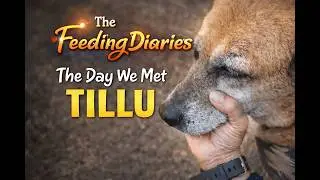 The Day We Met TILLU 🐾❤️ |एक stray dog और भरोसे की शुरुआत |Vlog 02#adoptstrays #love #Zoophilist