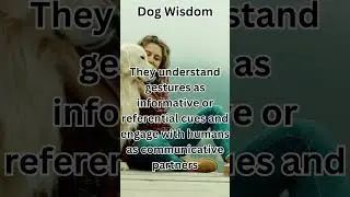 🐾 Dogs grasp human cues: pointing, eye contact, head turns, vocals, body language. 🐕