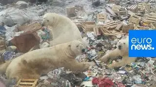 Watch: Polar bear in Russian archipelago peeks inside a house