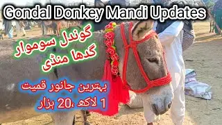 Gondal Donkey Mandi Updates | Gondal Monday Mandi
