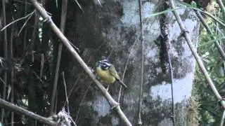 Santa Marta Warbler / Reinita de Santa Marta / Myiothlypis basilica   VU
