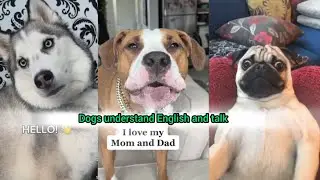 Dogs understand and talk English | Rankversetop | Ranking videos #video  #funny #dog #viral 