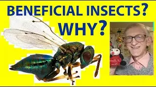 Who Are Beneficial Insects? Predators, Parasitoids Entomophagous Insects Ichneumonoidea Chalcidoidea