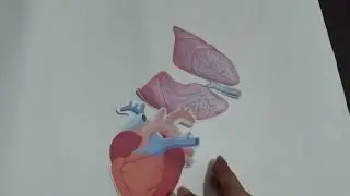 Ilustrasi sistem peredaran darah - STEM Tugas IPB (Firiz Mun aya 425231012) 