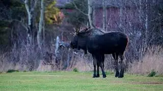 Bull Moose Fighting  Part 1
