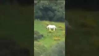 Real Unicorn caught on camera? 😯🦄 #shorts #unicorn #strangespotting