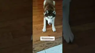My Red Husky is the one Who....