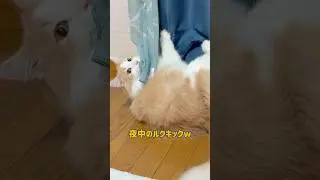 夜中3時のルクキックwwx #ノルウェージャンフォレストキャット #cat #ねこ #shorts