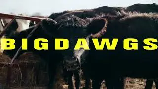 BBGuns - Big Dawgs Freestyle