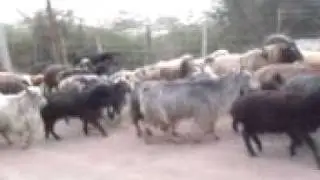 Rahpeymayi