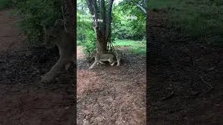 Lions 🦁 run from me in Zambia 🇿🇲 #travel #global #africa #lion #wildlife #shorts #fyp #short #4k