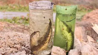 Bottle Fish Trap | New Technique | Village Boys Catch Fish with Plastic Bottle Fish Trap (Part-02)