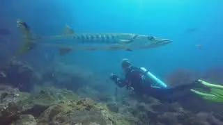 The barracuda is a saltwater fish of the genus Sphyraena