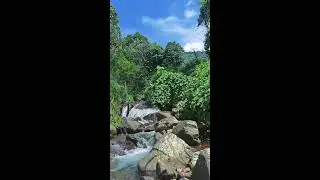 Relax Your Mind with Gentle River Sounds in a Secluded Forest
