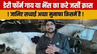 Dairy farm business Start//🔥🔥 गाय या भैंस का डेरी खोले जाने फायदा किसमें//sudha dairy media