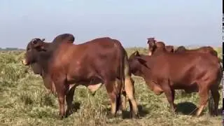 Sindi Castilho - Impio da Estiva Cobrindo a Campo as Campeãs