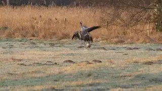 Balztanz der Kraniche - Ein Naturerlebnis
