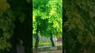 Beautiful Rain in Islamabad #bestrain #beatifulnature #nauture #barish #islamabadbeautyofpakistan