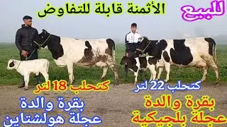 تباااارك الله 💫2بقرات بقرات والدات 2 عجلات إتصل  63.36.48.57. 06 بلجيكية وهولشتاين إ نواحي الغرب🇲🇦