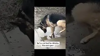 #funny #laughoutloudanimals #funnymemes #funnyanimalvideos #animals #funnyanmials