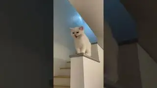 KUCING KETAWA