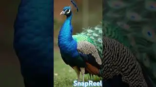 ✨ &ldquo;Stunning Peacock Close-Up&rdquo; 🦚#youtubeshorts #birds #peacock #shorts #nature #trending