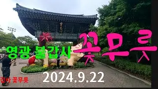 [영광 불갑사] # 또 왔습니다🌸  개화 상태 50%~80%