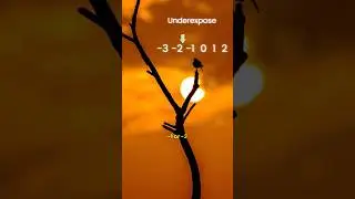 Improve your backlit photography with this tip! #learnwithaarzoo #aarzookhurana #wildlife #backlit