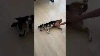 [cute dog]smile for camera
