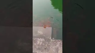 machhli pala jata hai 🥰