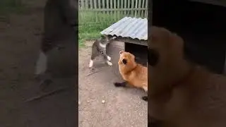 The cat and hedgehog's perfect teamwork drove epic rescue mission #cute #animals #teamwork