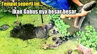 Nyetrum,,Dapat Ikan Gabus besar besar