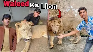 Sw pet house ka big lion mil gaya🦁😍 @PetHouse786