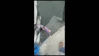 capung Spiderman vs babon senangin