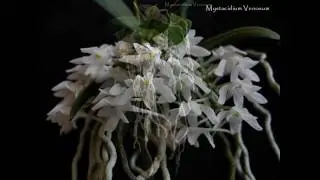 Micro-Orquídeas Close-Up