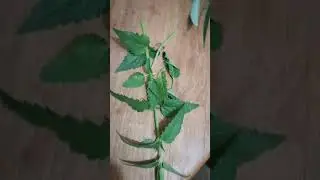 Que plantas usar para un baño energético?