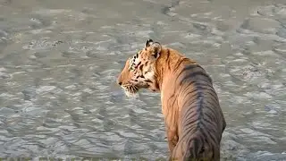 BEST VIDEO OF THE ROYAL BENGAL  SPOTED TIGER AT SUNDARBAN ,शेर ,বাঘ।